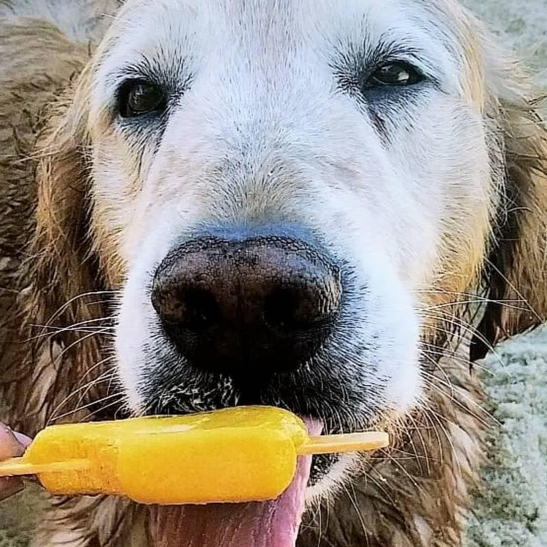 Ela também 'adotou' Biggie, o cachorro da amiga boliviana Yovanka Inés Hoffmann, que desapareceu ano passado (Rerpodução)