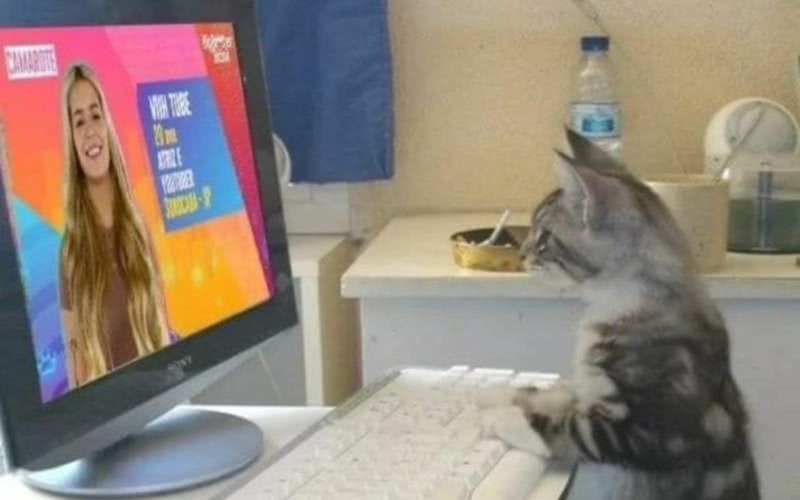 Nesta sexta-feira (23), internautas criaram um "mutirão" de memes em que diversos gatos votam para eliminar Viih Tube do Big Brother Brasil (Reprodução)