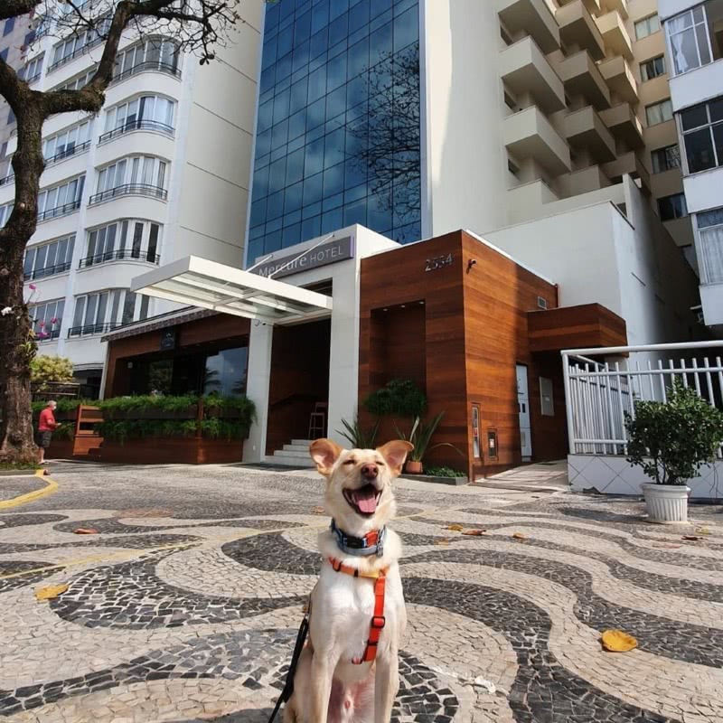O cachorro Rocy do adestrador Luis Sampaio se hospedou no Mercure Rio Boutique Hotel Copacabana e aprovou (Reprodução Instagram)