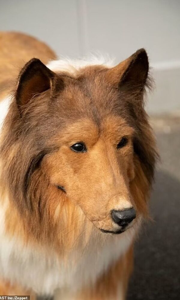 Toko-san, o japonês que gastou aproximadamente R$ 75,9 mil para fazer uma fantasia de um cão da raça collie e se 'transformar' em cachorro (Reprodução Twitter/Zeppet )