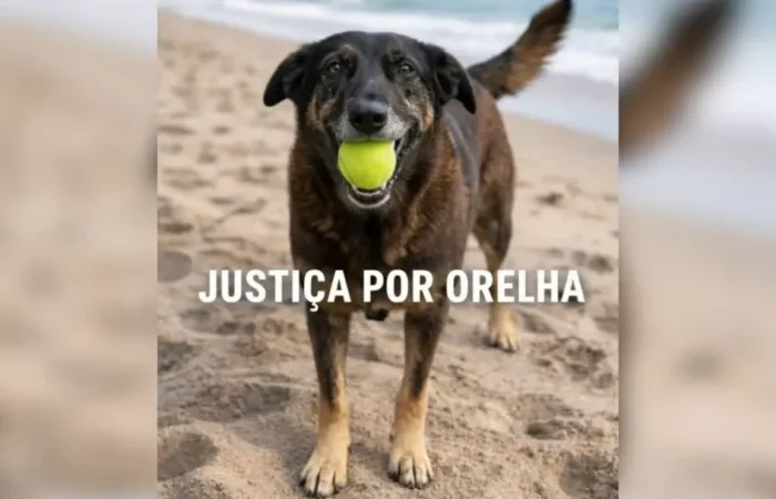 A sociedade pede justiça pelo cão Orelha (Reprodução)