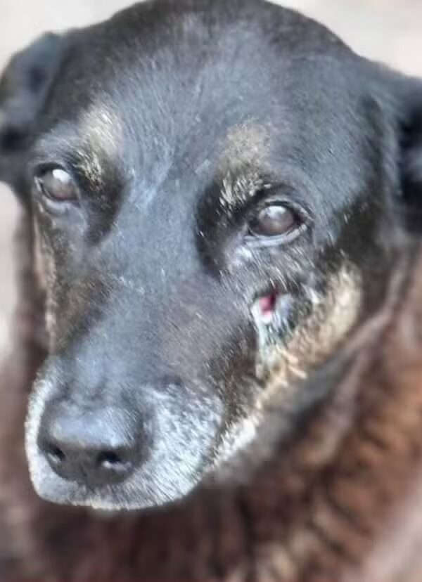 O Caso do Cão Orelha chocou o país e se transformou em um dos símbolos mais pungentes da violência contra animais (Foto: Reprodução/Redes Sociais)