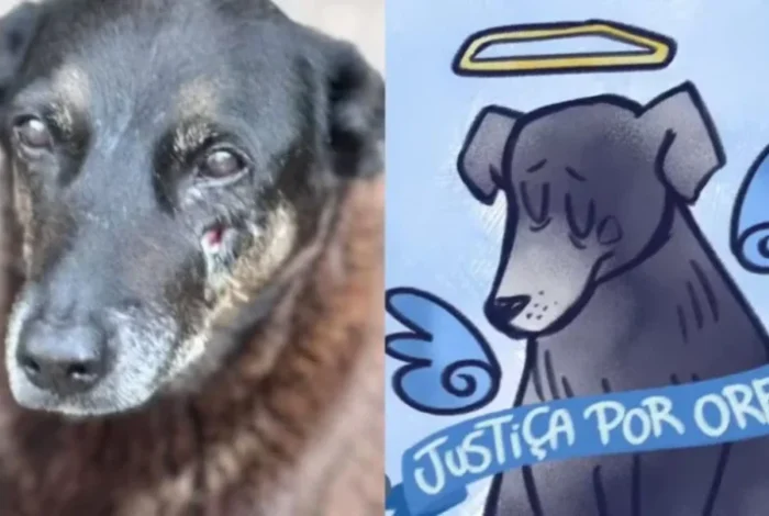 Justiça por Orelha: um crime para não esquecer (Creditos: Reprodução/ @floripa_floripaestacomvcorelha; @peachzmilk)